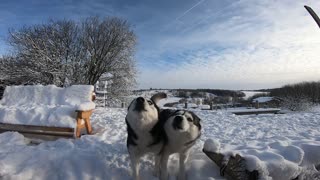 Two huskies decided to complain. They pay little attention and poorly fed.