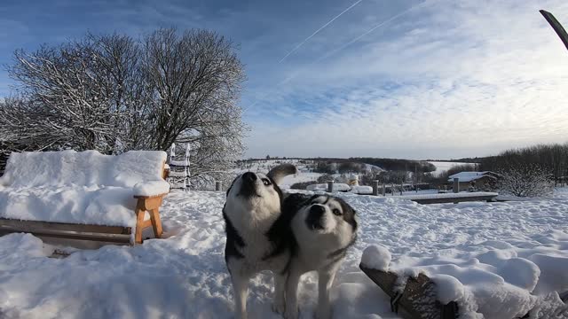 Two huskies decided to complain. They pay little attention and poorly fed.