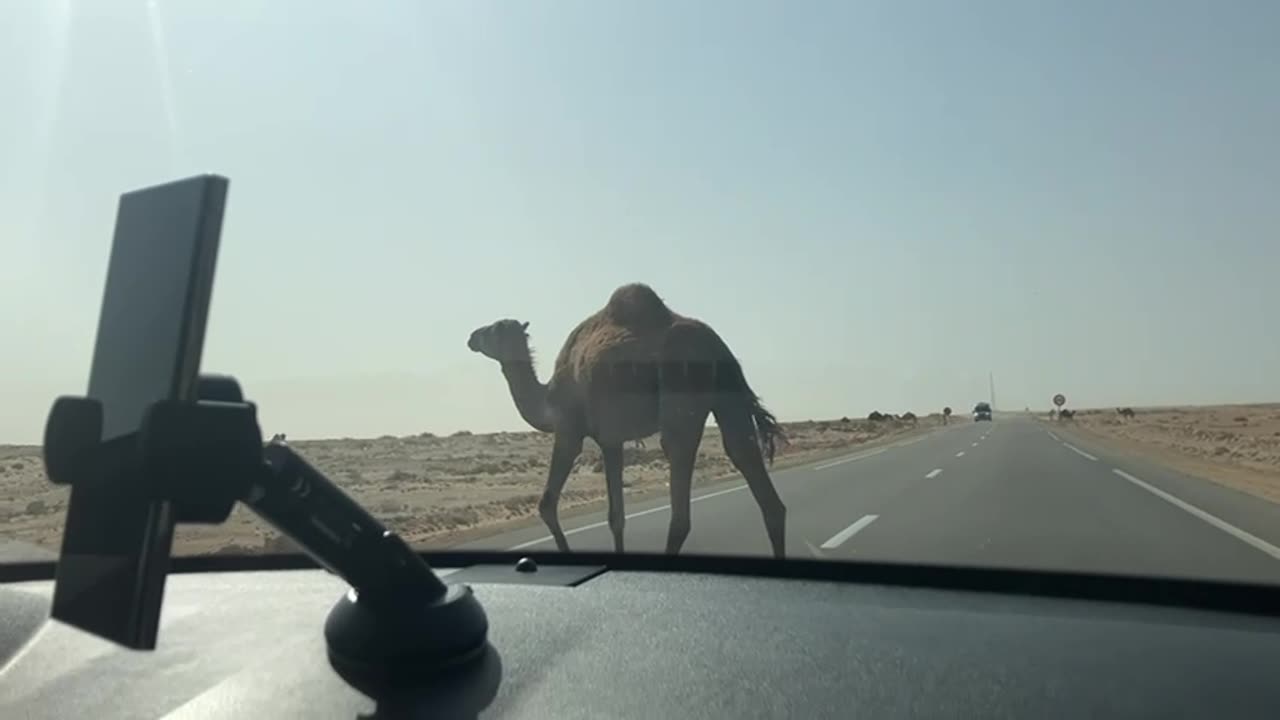 سفينة الصحراء ship of the desert