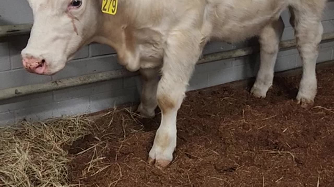 The Livestock Scratch Brush Kit For Your cows