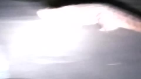 Family Waits While Crocodile Crosses Road
