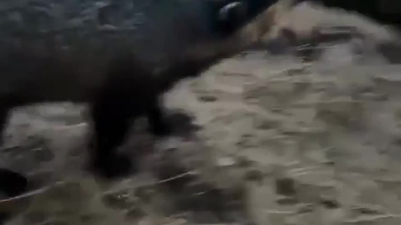 While digging trenches, Ukrainian defenders accidentaly woke a badger from