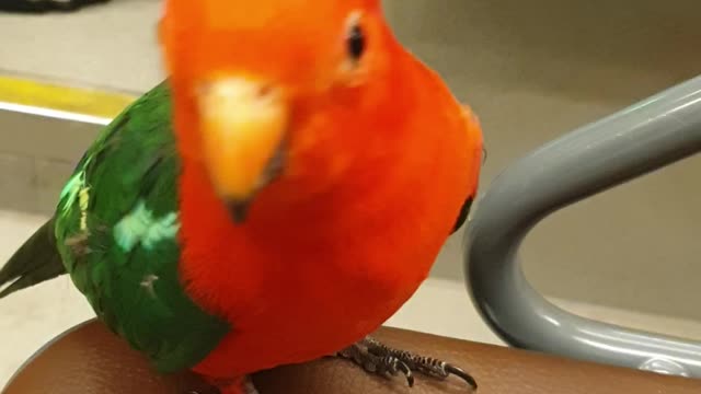 Quiet Parrot climbs the tram.