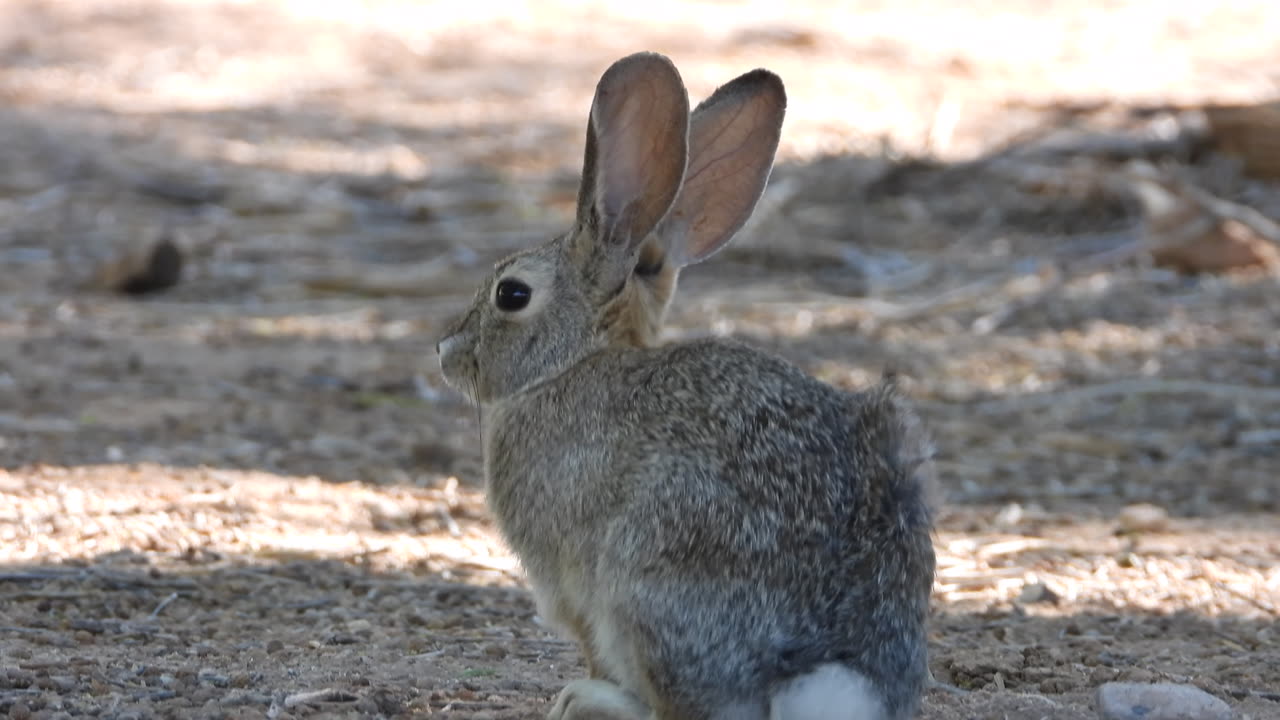 Filming wildlife at Sunset park in Las Vegas.