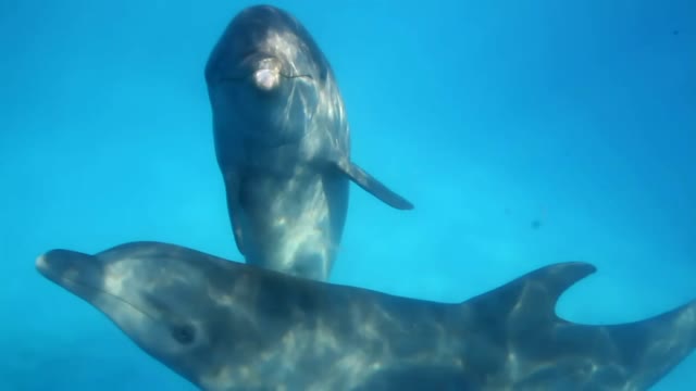 Dolfin swimming under water