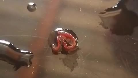 Warrenton worms