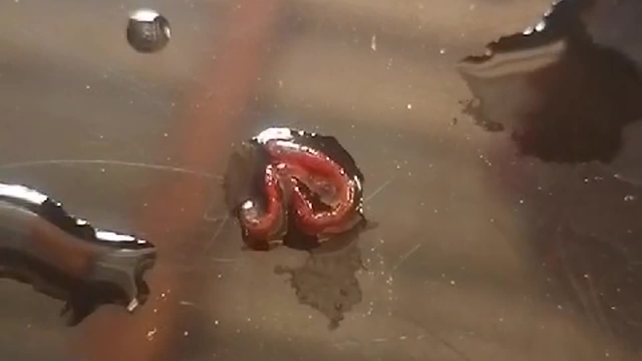 Warrenton worms
