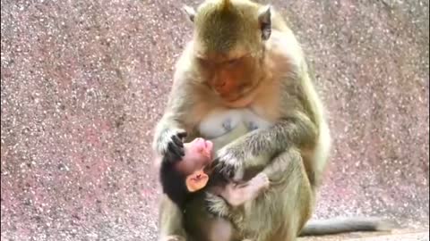 008 Baby monkey needs warming from mommy-MonkeyAnimals