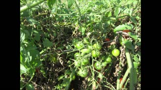 Sun Shine Afternoons Cherry Tomato Sept 2021