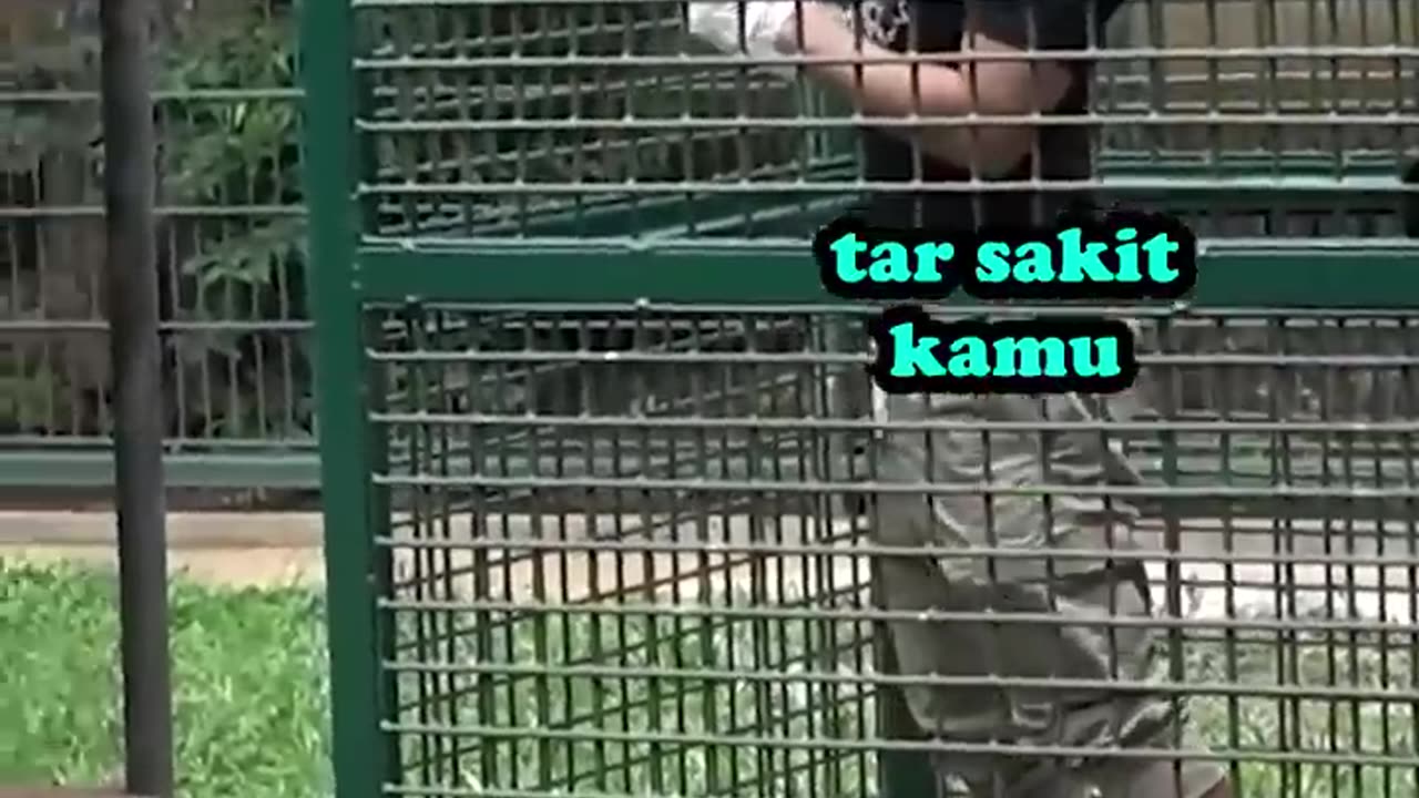 Harimau lapar