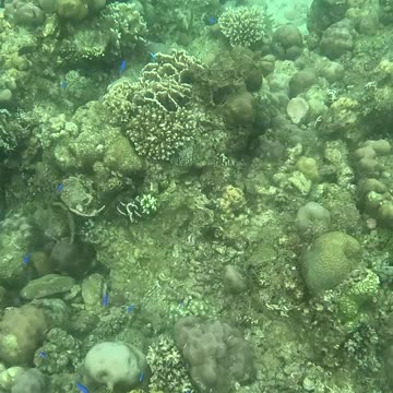 Morning Splendor Beneath the Waves: A Snorkeling Adventure