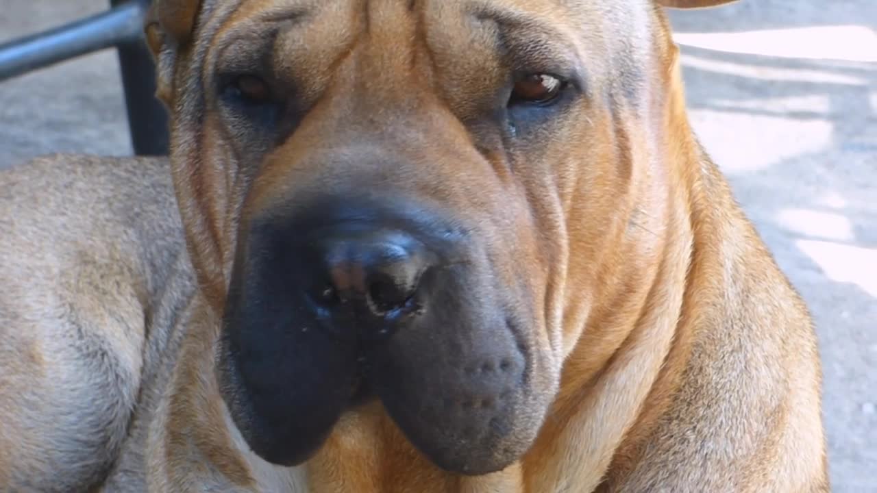 #Red Shar Pei#Red Shar Pei video#Animal#Animall video