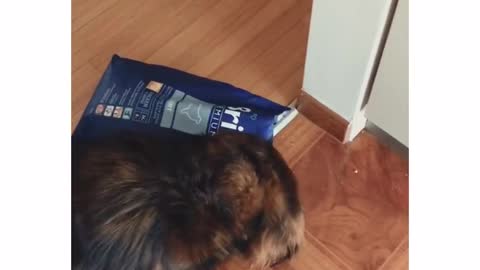 Fluffy brown dog pulls out blue bag of snacks and eats it