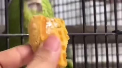 Bird Plays Itself