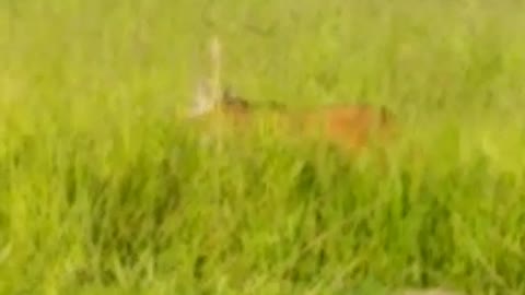 Maned Wolf in São José dos Campos