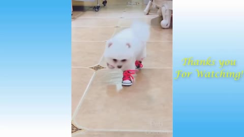 The puppy's reaction to his new shoes was amusing.