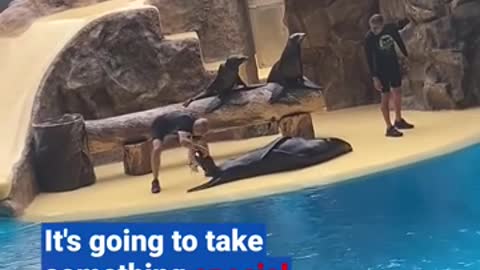 Someone give that sea lion an Oscar! 🏆🦭