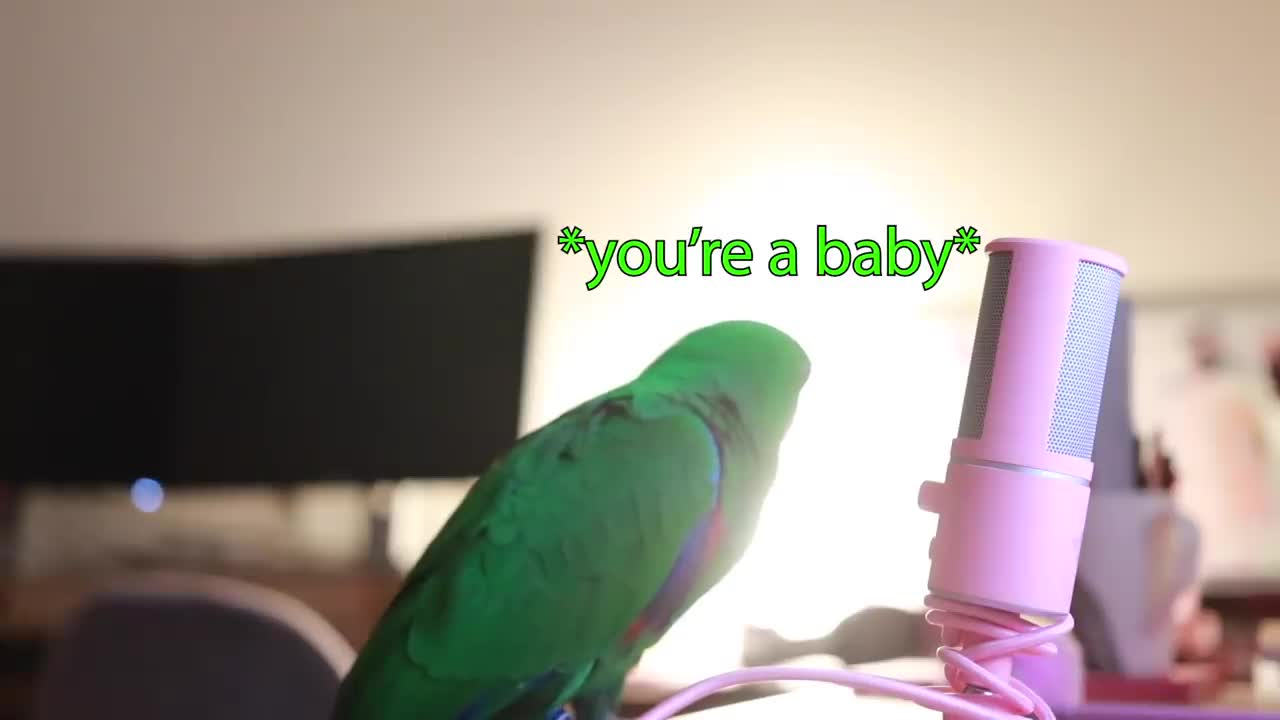 Bird Whispers Into Microphone for 5 Minutes Straight with subtitles