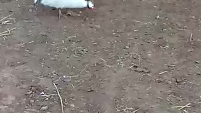 A group of roosters grazing in search of food