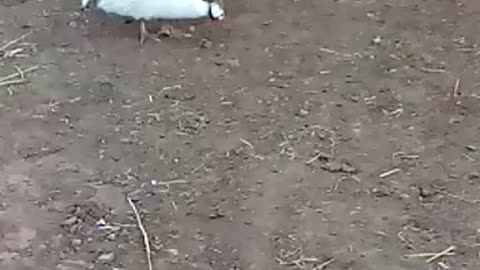 A group of roosters grazing in search of food