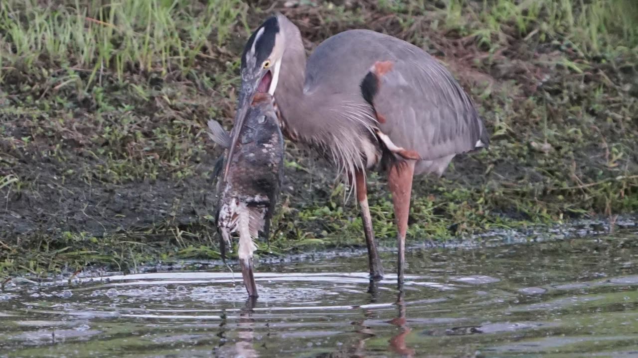 Great Heron biting off more than it can chew