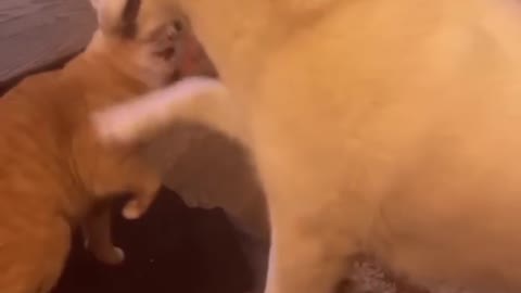 😹_ #funny Pet Animals #shorts Video😂_ #trending #animals #reels