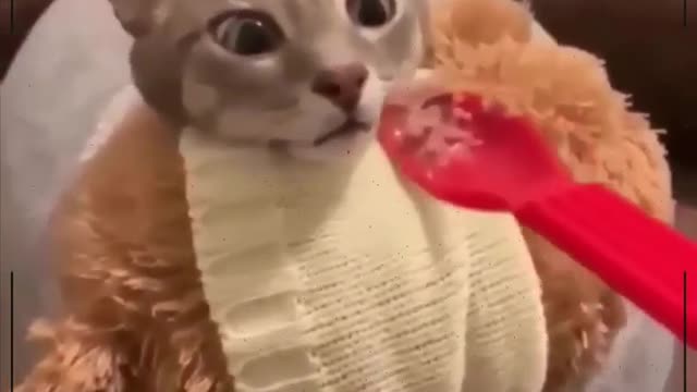 beautiful cats 2022 2222