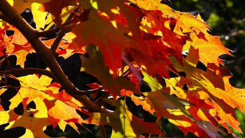 In the forest, the oak leaves are shining red in the autumn sunlight