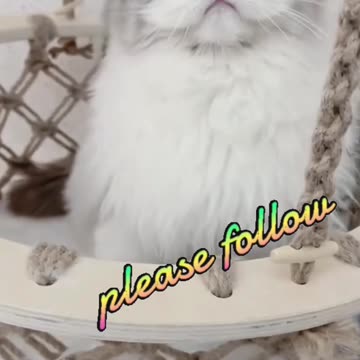 Fanny cat video and kittycat video
