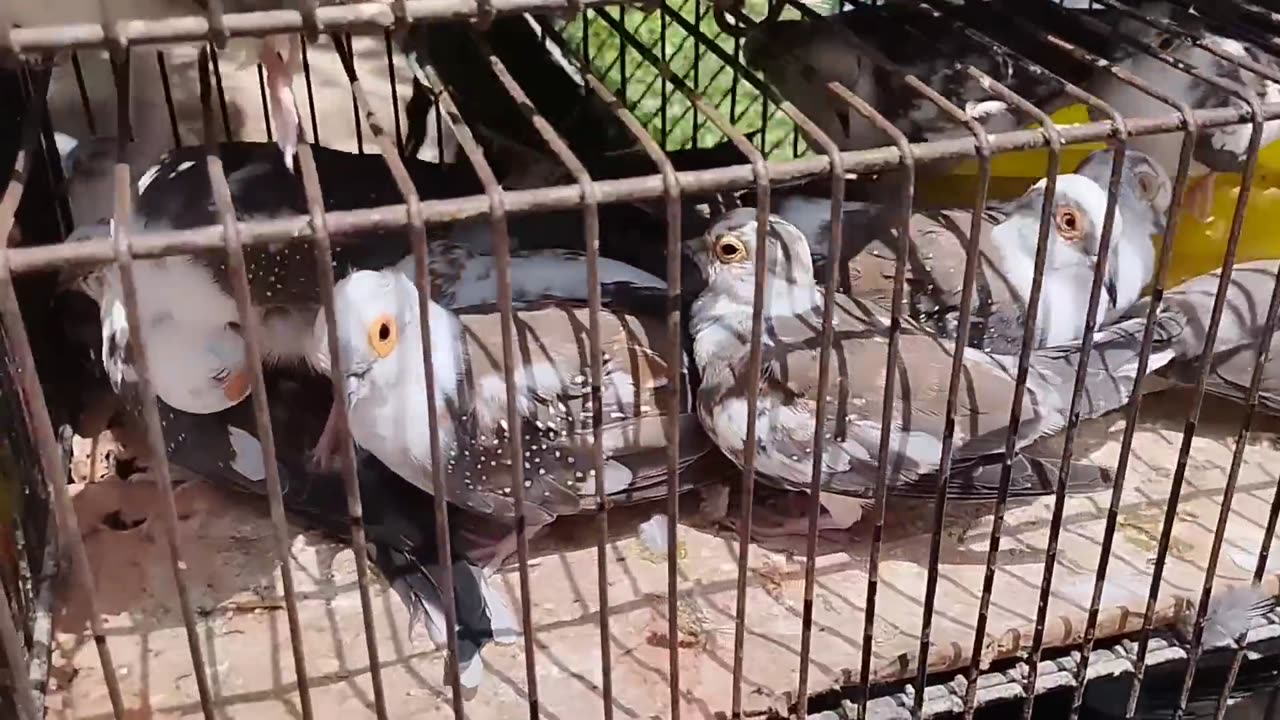 Birds Market Lalukhet Sunday Video Latest Update 8-9-24