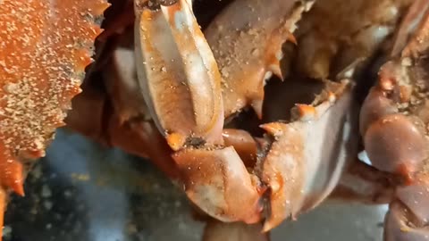 Maryland Crabs