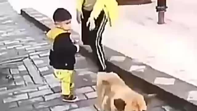Dog fun