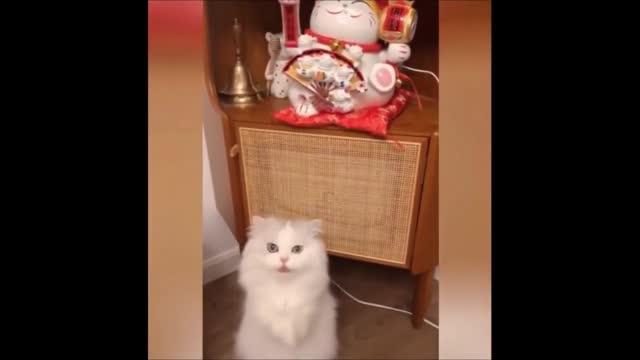 Two Cats Trying Play with a Toy Cat Funny Video