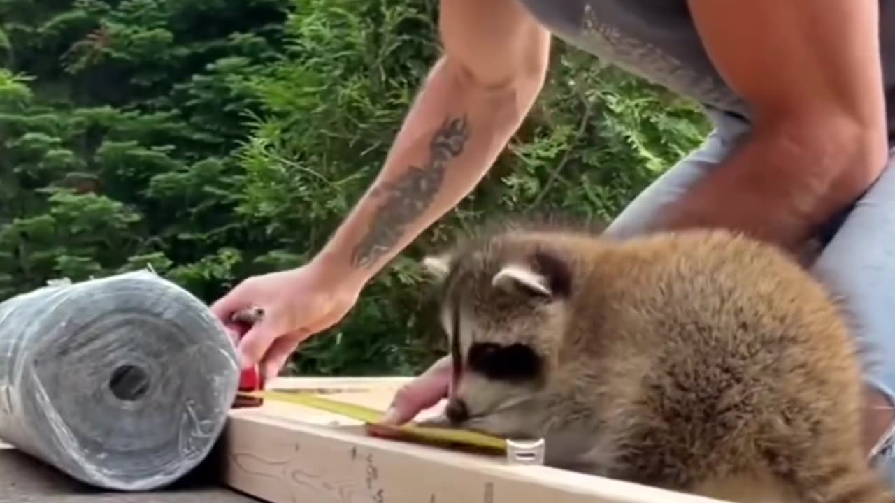 Baby Raccoon Rescued And Raised By Kind Family #shorts #shortvideo #video #virals #videoviral