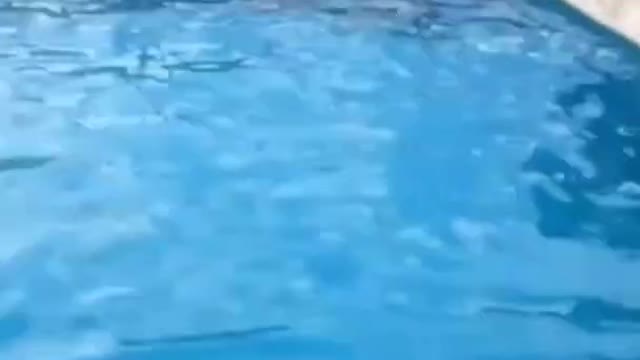 German Shepherds Swimming in pool - Protective Dogs - Smart Dogs #shorts