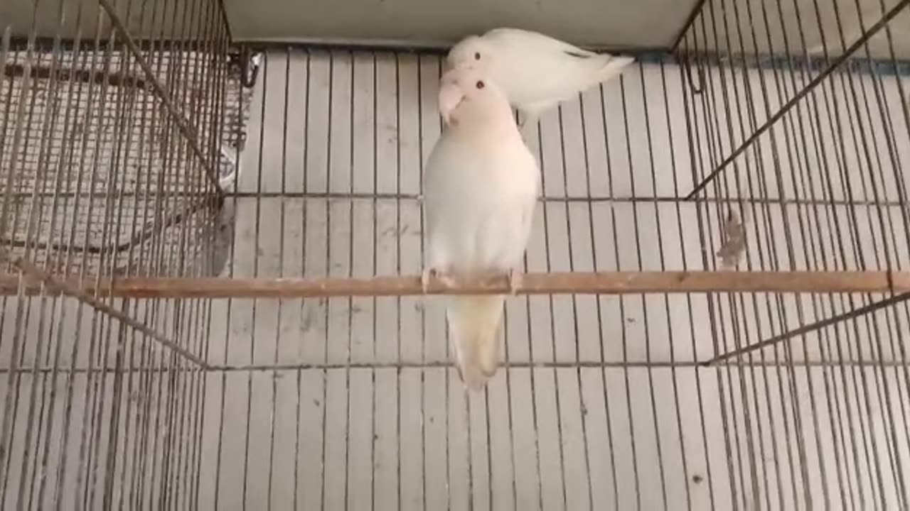 Birds video