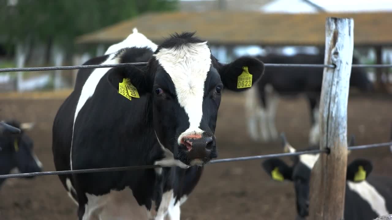 Cow sticking head through fence. Calf with tags on ears. Animal that lives at farm