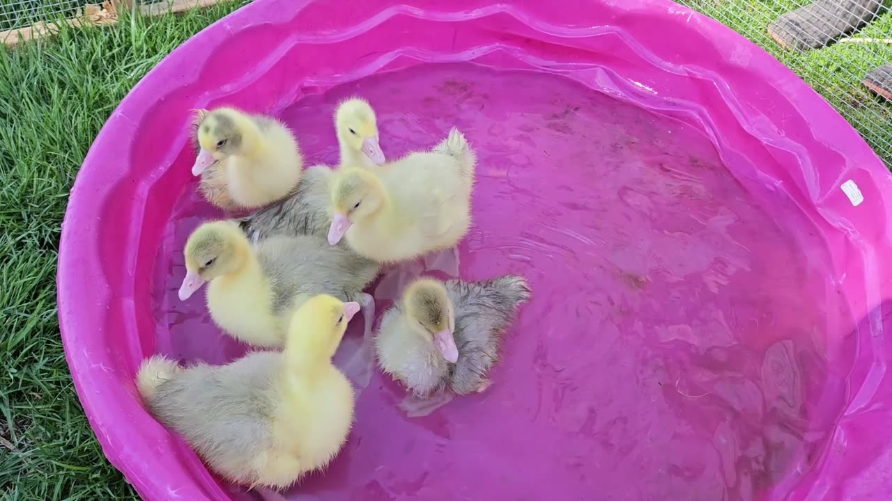 First time in the water