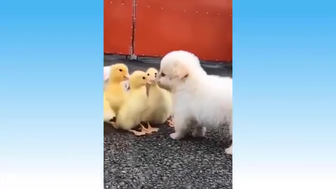 Funny Animal Video