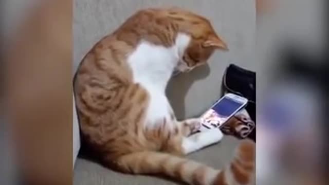 CAT SEEING HER DECEASED OWNER ON A VIDEO!!!