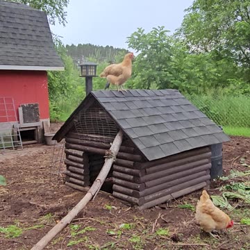 OMC! Chicken on a roof! Rooftop hen! Housetop Orpington!
