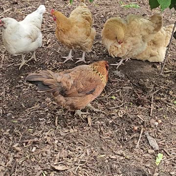 OMC! Brownie, Whitey, and friends preening and enjoying time together under their tree! #shorts