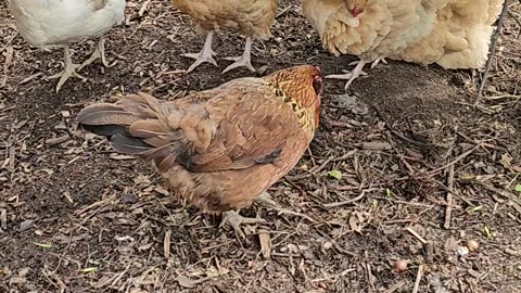 OMC! Brownie, Whitey, and friends preening and enjoying time together under their tree! #shorts