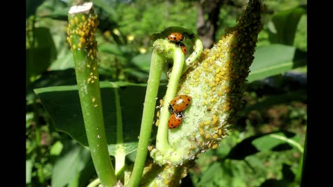 Ladybugs