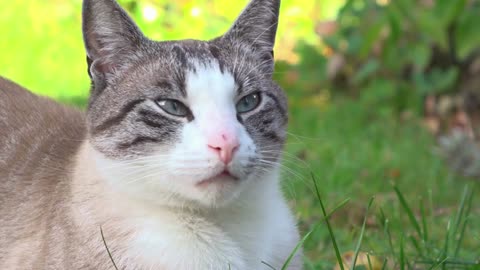 Cute cat relaxing in backyard grass