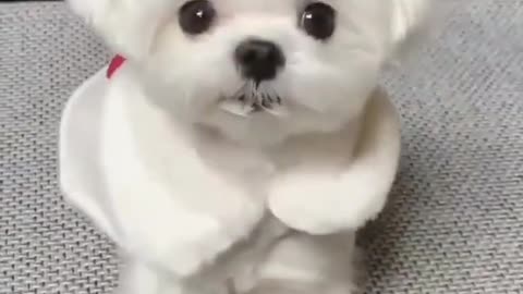 Ultimate Funniest Dogs and Cutest Puppies of TIKTOK Compilation