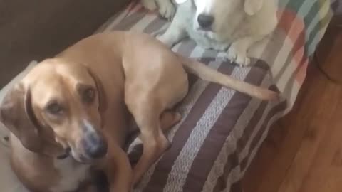 Brown dog wagging tail in white dogs face while in sofa