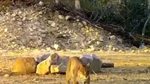 Bobcat 28mar