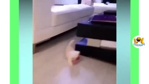 Cute Cat Try to remove paper 😍