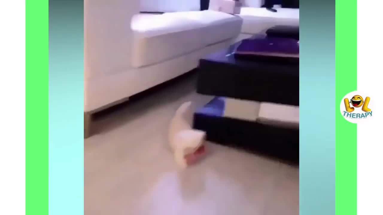 Cute Cat Try to remove paper 😍